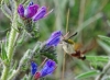 Hemaris fuciformis