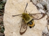 Hemaris tityus
