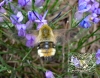 Hemaris tityus