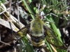 Hemaris tityus