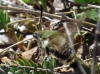 Hemaris tityus