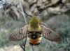 Hemaris tityus