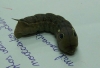 Hippotion celerio Hippotion celerio
