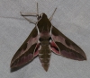 Hyles euphorbiae