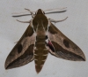 Hyles euphorbiae