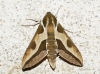 Hyles euphorbiae