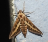 Hyles livornica