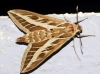 Hyles livornica