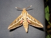 Hyles livornica
