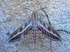 Hyles livornica