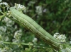 Macroglossum stellatarum