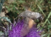 Macroglossum stellatarum