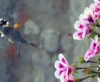 Macroglossum stellatarum