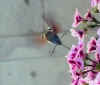 Macroglossum stellatarum