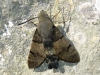 Macroglossum stellatarum