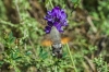 Macroglossum stellatarum