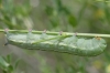 Macroglossum stellatarum