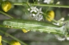 Macroglossum stellatarum