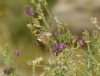 Macroglossum stellatarum