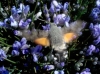 Macroglossum stellatarum