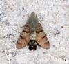 Macroglossum stellatarum