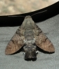 Macroglossum stellatarum