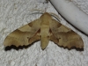 Marumba quercus