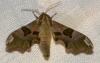 Mimas tiliae