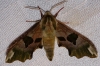 Mimas tiliae
