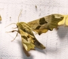 Mimas tiliae