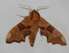 Mimas tiliae