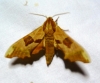 Mimas tiliae