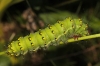 Saturnia pavonia