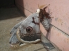 Saturnia pyri