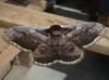 Saturnia pyri