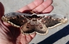 Saturnia pyri