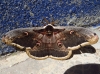 Saturnia pyri