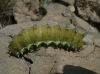 Saturnia pyri