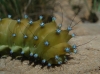 Saturnia pyri