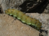 Saturnia pyri