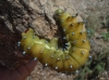 Saturnia pyri
