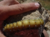 Saturnia pyri
