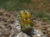 Saturnia pyri
