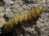 Saturnia pyri