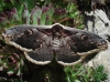 Saturnia pyri