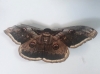 Saturnia pyri