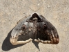 Saturnia pyri