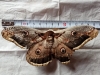 Saturnia pyri