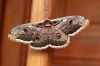 Saturnia pyri