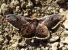 Saturnia pyri